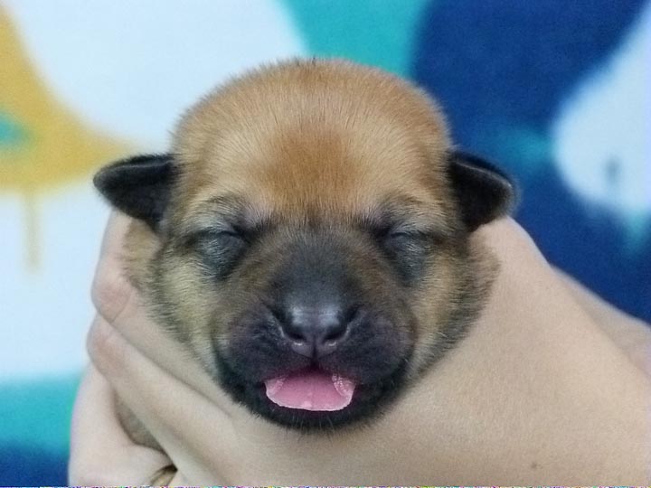 chinook puppy
